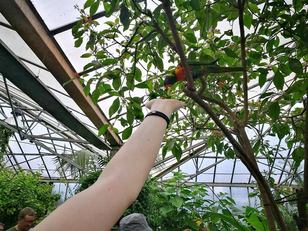 tropical-butterfly-house-parakeet